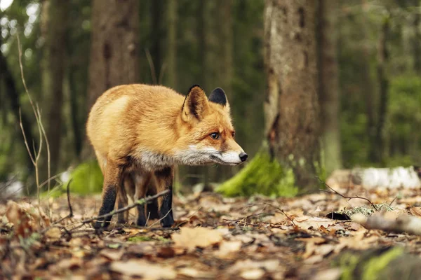 Vulpe Roșie Pădure Timpul Sezonului Toamnă — Fotografie, imagine de stoc