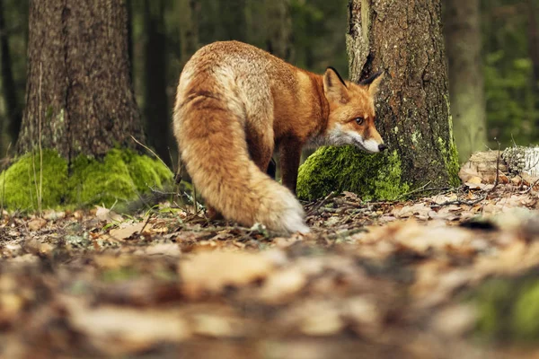 Vulpe Roșie Pădure Timpul Sezonului Toamnă — Fotografie, imagine de stoc