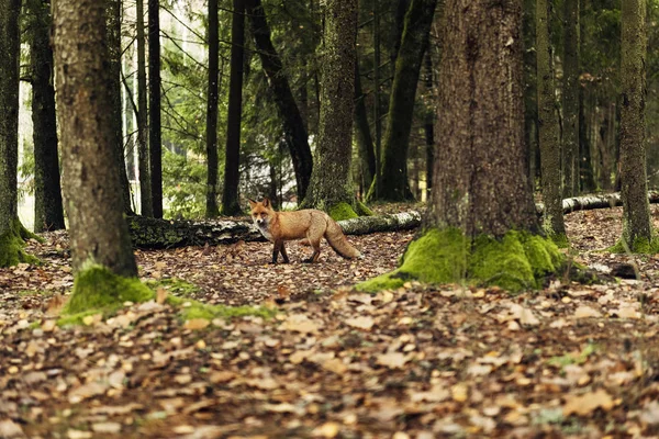 Zorro Rojo Bosque Durante Temporada Otoño — Foto de Stock