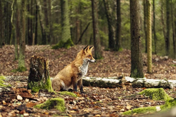 Zorro Rojo Bosque Durante Temporada Otoño — Foto de Stock