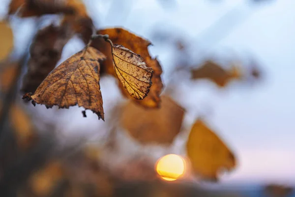 秋天戏剧性的落日 自然美的概念 — 图库照片