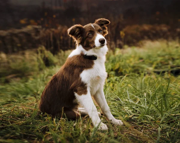 Красива Прикордонна Собака Коллі Відкритому Повітрі — стокове фото