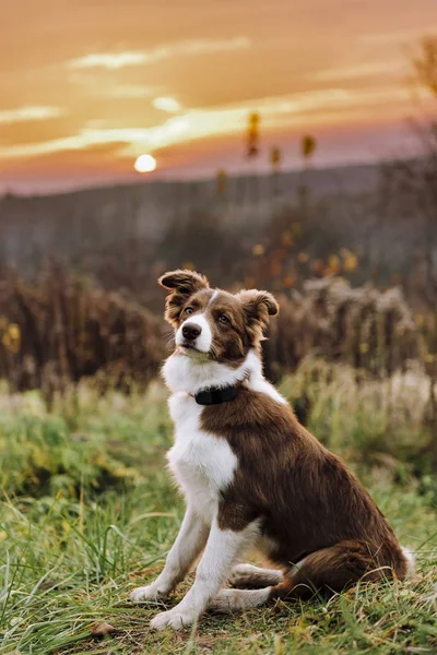 Güzel Border Collie köpeği açık havada