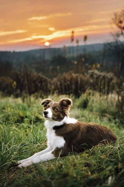 Piękny Pies Collie Border Plenerze — Zdjęcie stockowe