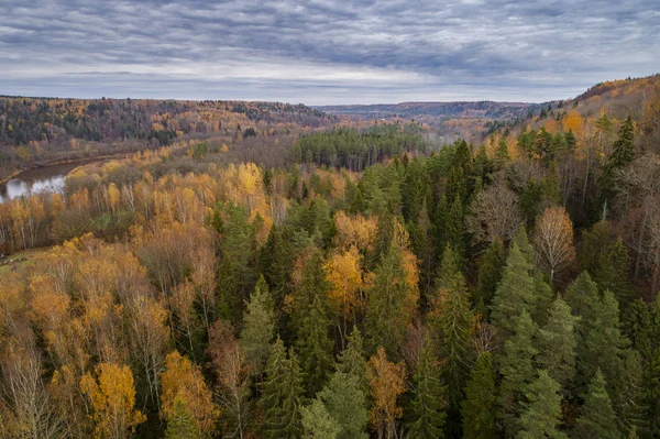 Forêt Colorée Épaisse Rivière Gauja Automne Dans Parc National Gauja — Photo