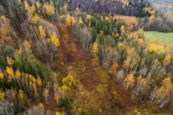 Forêt Colorée Épaisse Rivière Gauja Automne Dans Parc National Gauja — Photo