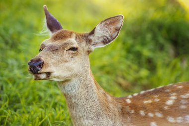 Parlak güneşli bir günde çimlerin üzerinde yakın plan geyik.