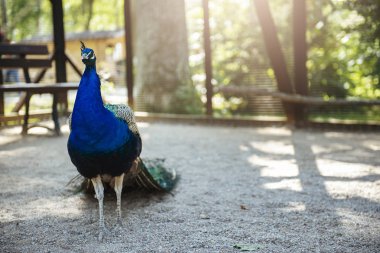 Parkta tüyü olan güzel bir tavus kuşu