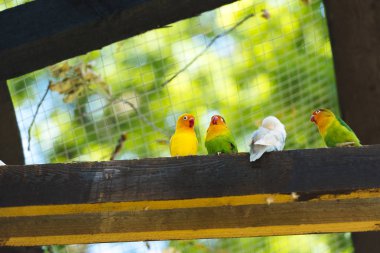Hayvanat bahçesinin kafesinde oturan egzotik kuşların manzarası