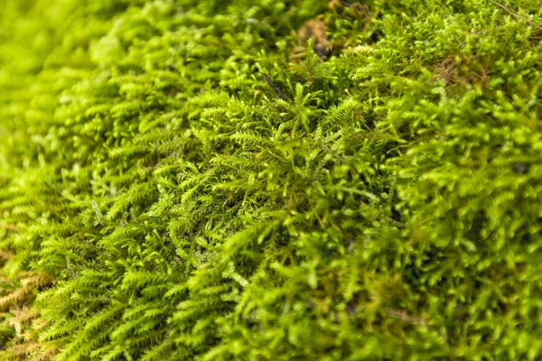 Musgo Verde Chão — Fotografia de Stock