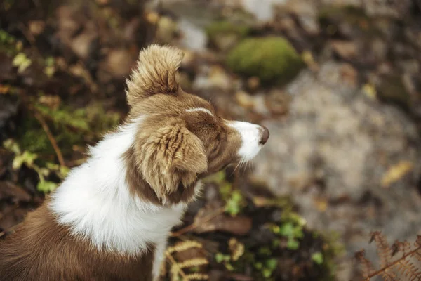 Красива Прикордонна Собака Коллі Відкритому Повітрі Під Час Заходу Сонця — стокове фото