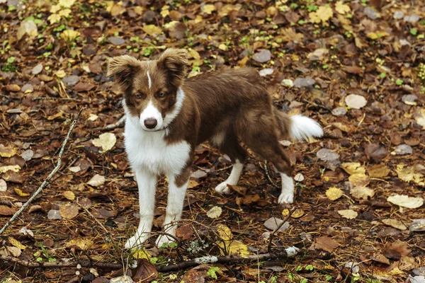 Piękny Pies Border Collie Plenerze Podczas Zachodu Słońca — Zdjęcie stockowe