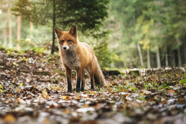 Raposa Vermelha Floresta Durante Temporada Outono — Fotografia de Stock