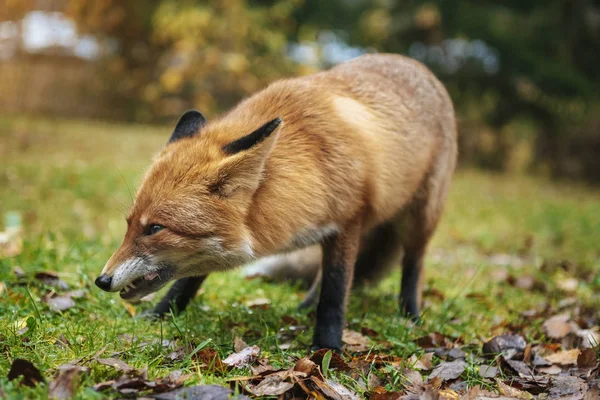 Volpe Rossa Nella Foresta Durante Stagione Autunnale — Foto Stock