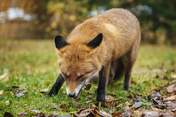 Zorro Rojo Bosque Durante Temporada Otoño — Foto de Stock