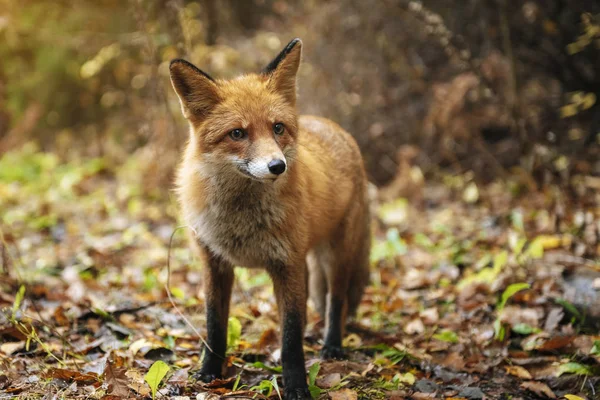 Vulpe Roșie Pădure Timpul Sezonului Toamnă — Fotografie, imagine de stoc