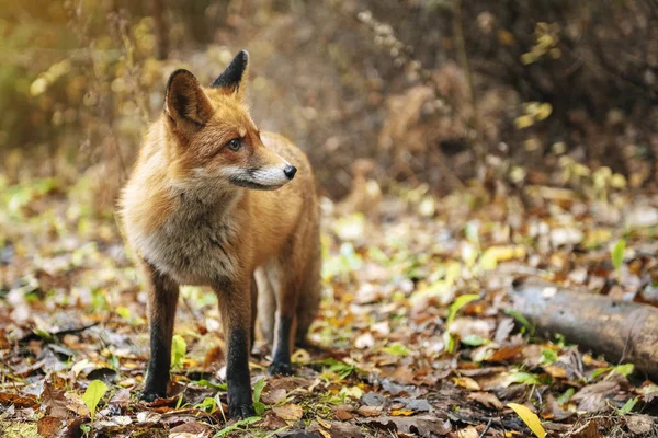 Vulpe Roșie Pădure Timpul Sezonului Toamnă — Fotografie, imagine de stoc