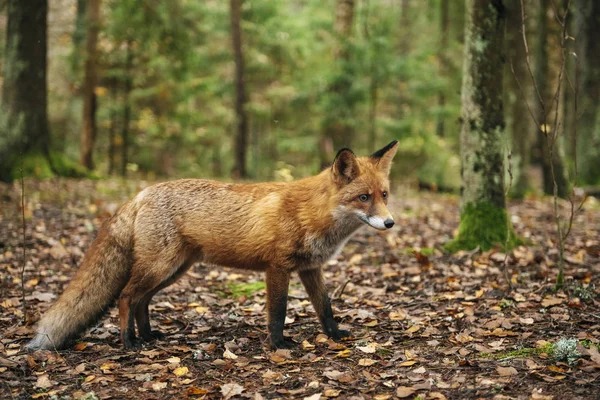 Sonbahar mevsiminde ormanda kızıl tilki.