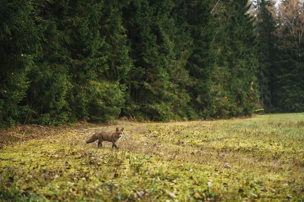 Rode Vos Het Bos Het Najaar — Stockfoto