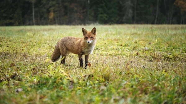 Raposa Vermelha Floresta Durante Temporada Outono — Fotografia de Stock