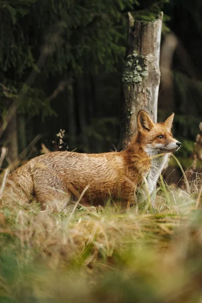 Vulpe Roșie Pădure Timpul Sezonului Toamnă — Fotografie, imagine de stoc