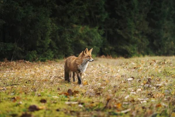 Zorro Rojo Bosque Durante Temporada Otoño — Foto de Stock