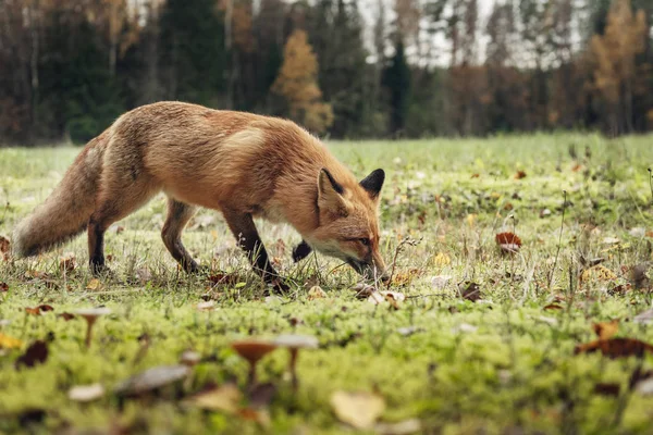 Zorro Rojo Bosque Durante Temporada Otoño — Foto de Stock