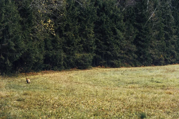 Rotfuchs Herbst Wald — Stockfoto