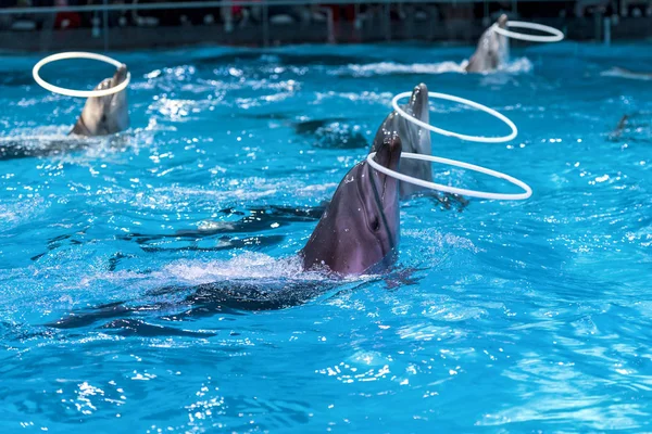 Delfines Acrobat Agua Azul Piscina — Foto de Stock