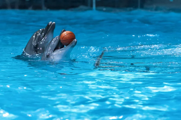 Delfines Acrobat Agua Azul Piscina — Foto de Stock