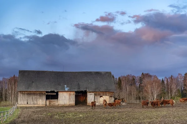 Vista Terras Agrícolas Com Vacas Caminhando Livre — Fotografia de Stock