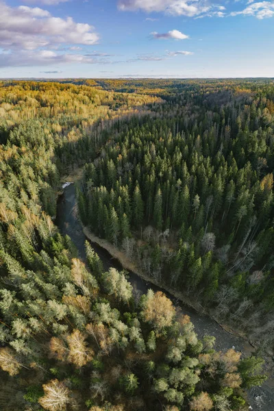 Vue Aérienne Une Rivière Une Forêt Verdoyante Par Une Journée — Photo