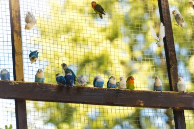 Hayvanat bahçesinin kafesinde oturan egzotik kuşların manzarası