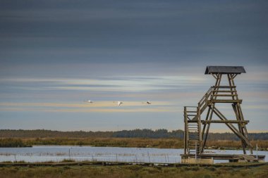 Kuşlarla dolu göl bölgesi, ulusal park..