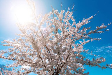 blooming tree branches on blue sky background