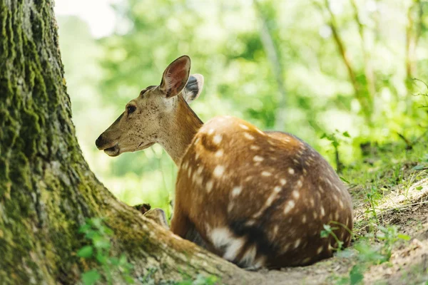 Giovane Cervo Mangia Erba Nella Foresta Sole Splende Luminoso — Foto Stock