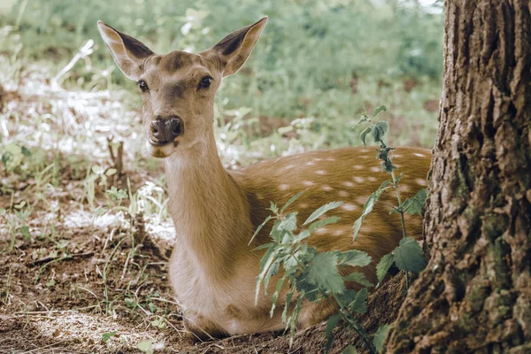 Veado Jovem Comendo Grama Floresta Sol Brilhando Brilhante — Fotografia de Stock