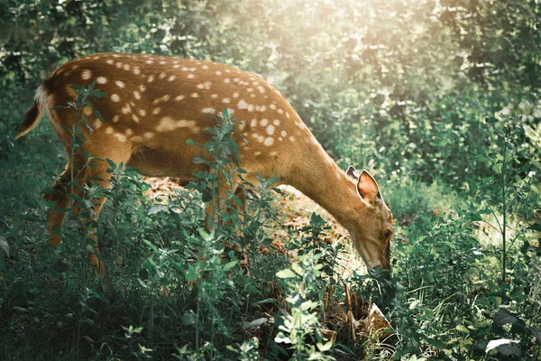 Mladí Jeleni Jedí Trávu Lese Slunce Jasně Svítí — Stock fotografie