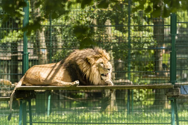 Junge Löwenmännchen Zoo — Stockfoto