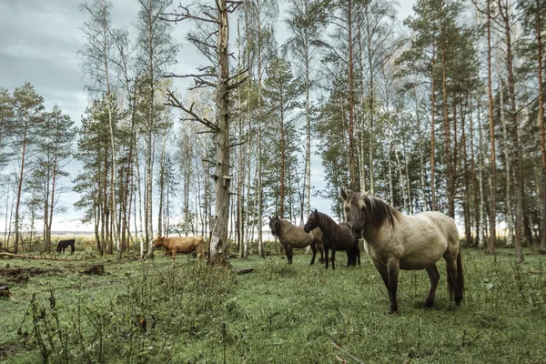 Cavalos Selvagens Comendo Grama Paisagem Aberta Localizado Margens Lago Pape — Fotografia de Stock