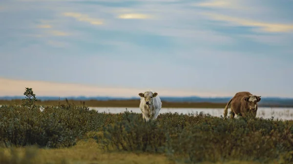 Vacas Selvagens Área Pântano Durante Início Manhã Outono — Fotografia de Stock