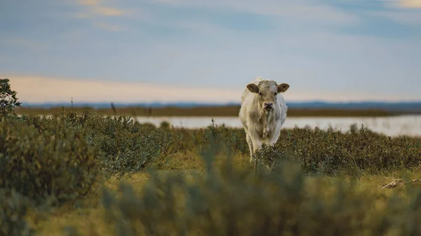 Wilde Koeien Het Moerasgebied Tijdens Vroege Herfstochtend — Stockfoto