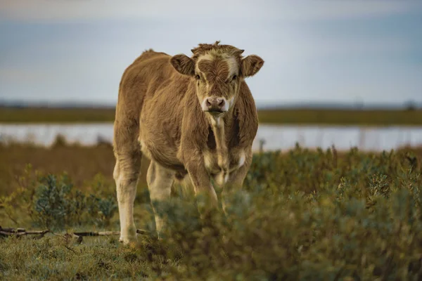 Sonbahar sabahının erken saatlerinde bataklık bölgesinde vahşi inekler.