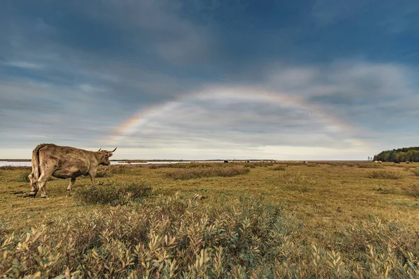 Vacas Selvagens Área Pântano Durante Início Manhã Outono — Fotografia de Stock