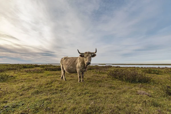 Vacas Selvagens Área Pântano Durante Início Manhã Outono — Fotografia de Stock