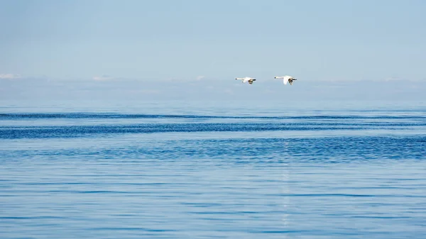 Calm Blue Sea Water — Stock Photo, Image