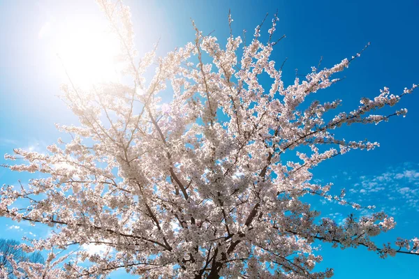Цветущие Ветви Деревьев Голубом Фоне Неба — стоковое фото