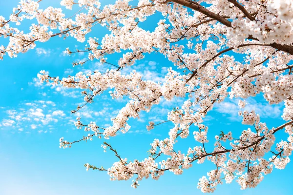 Blooming Tree Branches Blue Sky Background — 图库照片