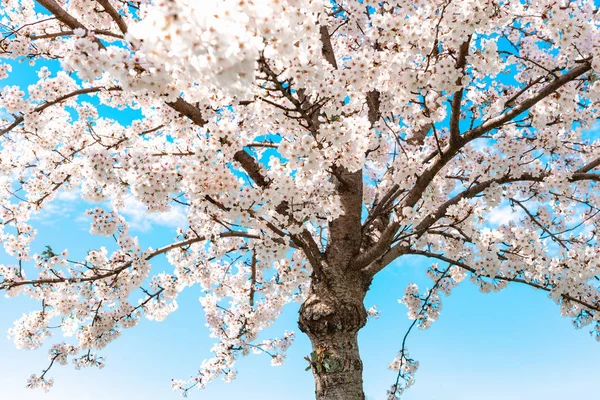 Prachtige Sakura Bloem Kersenbloesem Bloeien Het Voorjaar Sakura Boom Bloem — Stockfoto