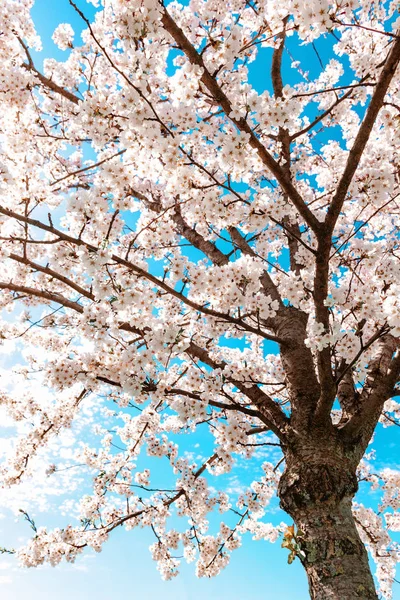 Piękny Kwiat Sakury Kwiat Wiśni Kwitnący Wiosną Kwiat Drzewa Sakura — Zdjęcie stockowe